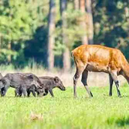 בית נופש Stijlvol Huis In Op De Veluwe Voor 1-9 Pers *